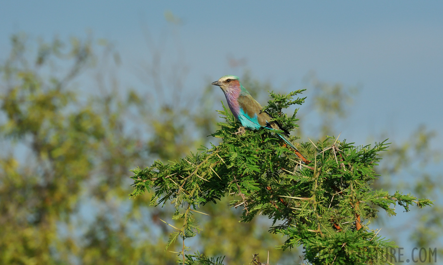 Coracias caudatus caudatus [550 mm, 1/2500 Sek. bei f / 8.0, ISO 1600]